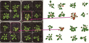 Scanalyzer HTS可見光成像分析擬南芥葉片表農(nóng)藥殘留 Scanalyzer HTS可見光成像分析擬南芥葉片表農(nóng)藥殘留