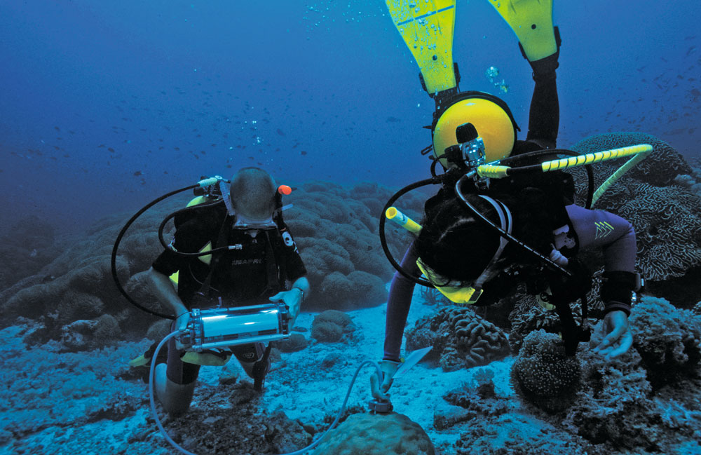 DIVING-PAM_2_CMYK-1.jpg DIVING-PAM_2_CMYK-1.jpg