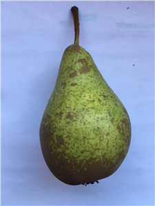 Pear_副本.jpg Pear_副本.jpg