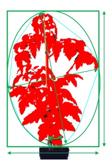 tomato size.jpg tomato size.jpg