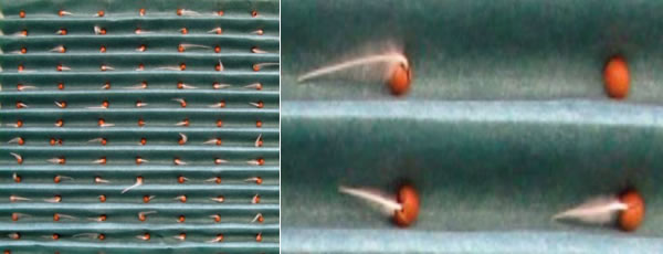 植物發(fā)芽檢測系統(tǒng)4600.jpg 植物發(fā)芽檢測系統(tǒng)4600.jpg