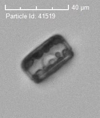 cyclotella.jpg cyclotella.jpg