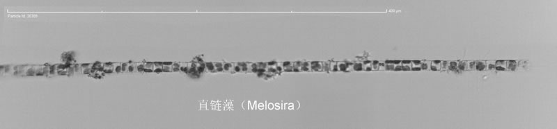 直鏈藻.jpg 直鏈藻.jpg