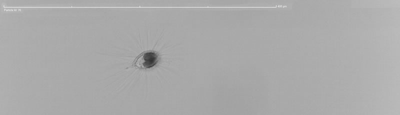 魚磷藻(金藻門).jpg 魚磷藻(金藻門).jpg