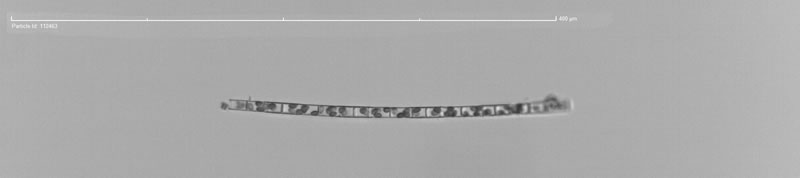 顆粒直鏈藻極狹變種.jpg 顆粒直鏈藻極狹變種.jpg