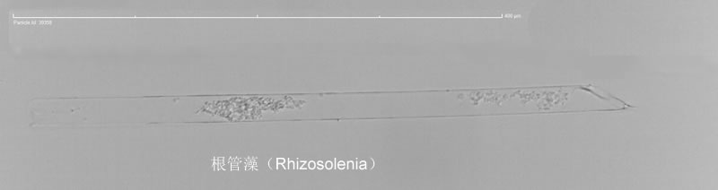 根管藻(硅藻門).jpg 根管藻(硅藻門).jpg