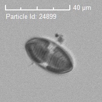 等片藻.jpg 等片藻.jpg