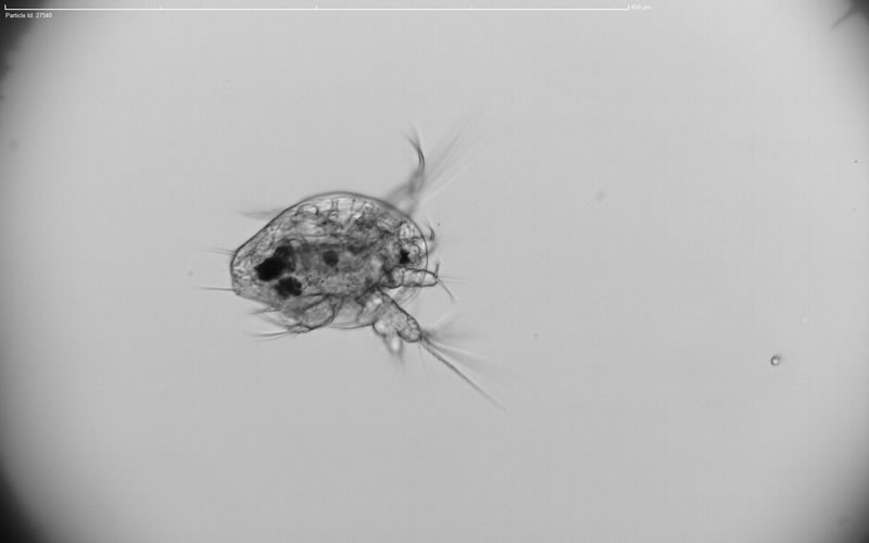 浮游動(dòng)物.jpg 浮游動(dòng)物.jpg