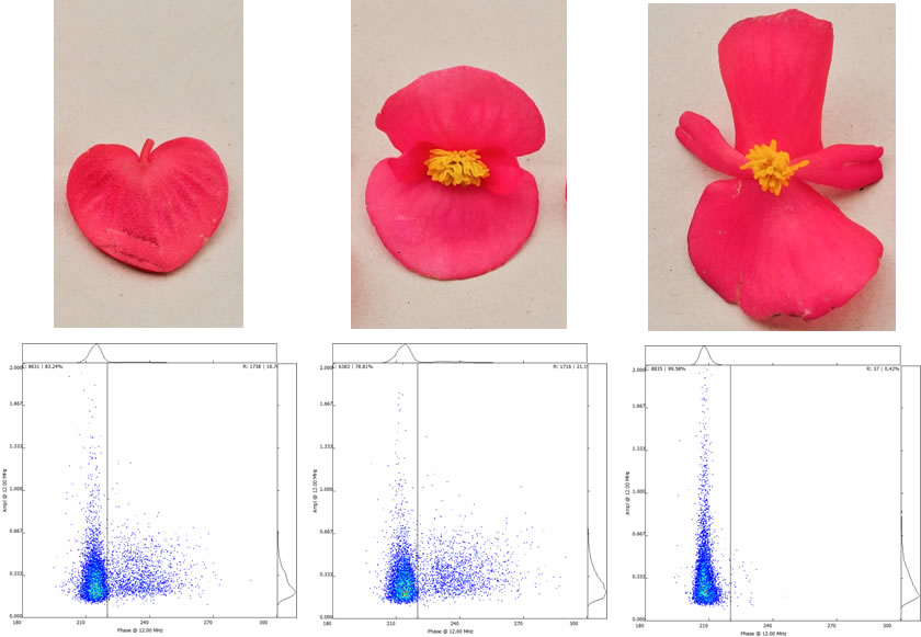 花粉18112903.jpg 花粉18112903.jpg