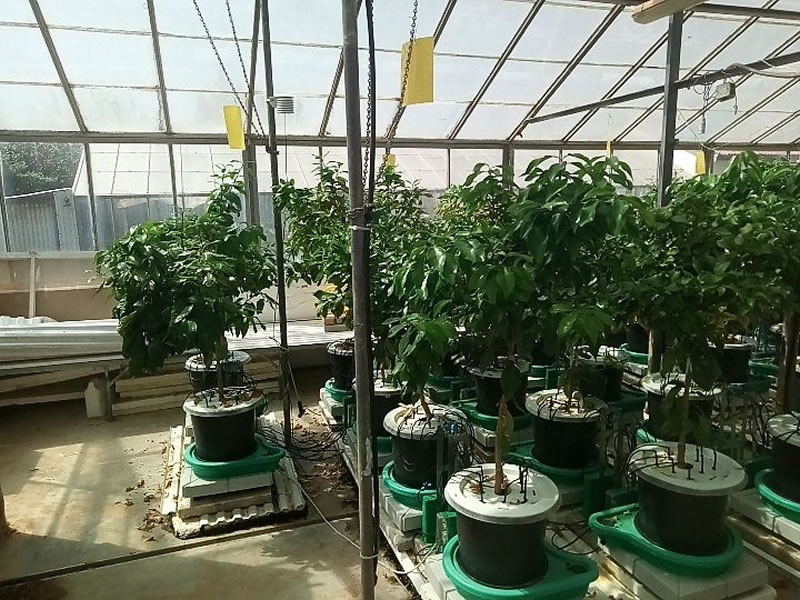 Plant-DiTech公司與希伯來大學(xué)羅伯特·史密斯農(nóng)業(yè)食品和環(huán)境學(xué)院溫室合作研究項(xiàng)目.jpg Plant-DiTech公司與希伯來大學(xué)羅伯特·史密斯農(nóng)業(yè)食品和環(huán)境學(xué)院溫室合作研究項(xiàng)目.jpg
