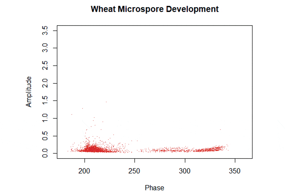 Amphasys_Wheat_microspore_developments.gif Amphasys_Wheat_microspore_developments.gif