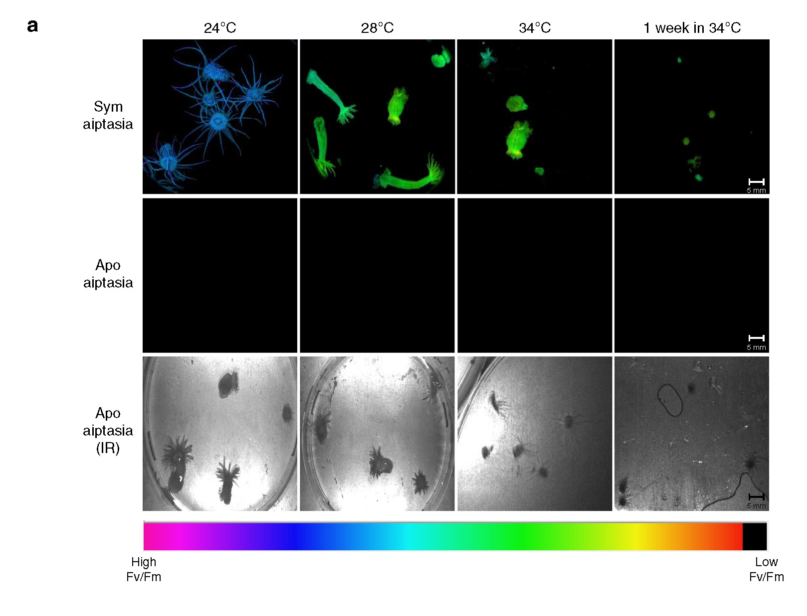 環(huán)境對(duì)光合生物.jpg 環(huán)境對(duì)光合生物.jpg