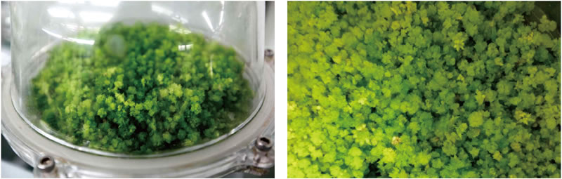 BioF25081206.jpg BioF25081206.jpg