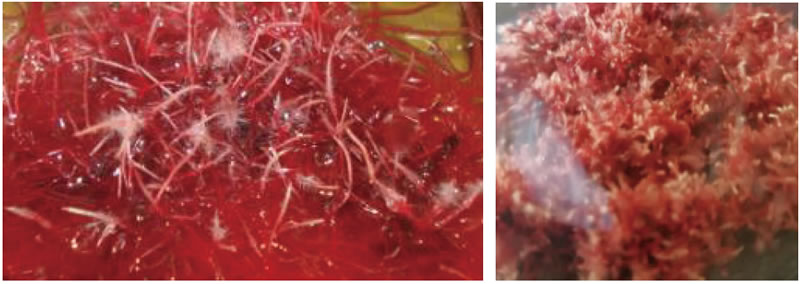 BioF25081207.jpg BioF25081207.jpg