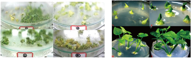 BioF25081209.jpg BioF25081209.jpg