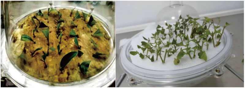 BioF25081210.jpg BioF25081210.jpg