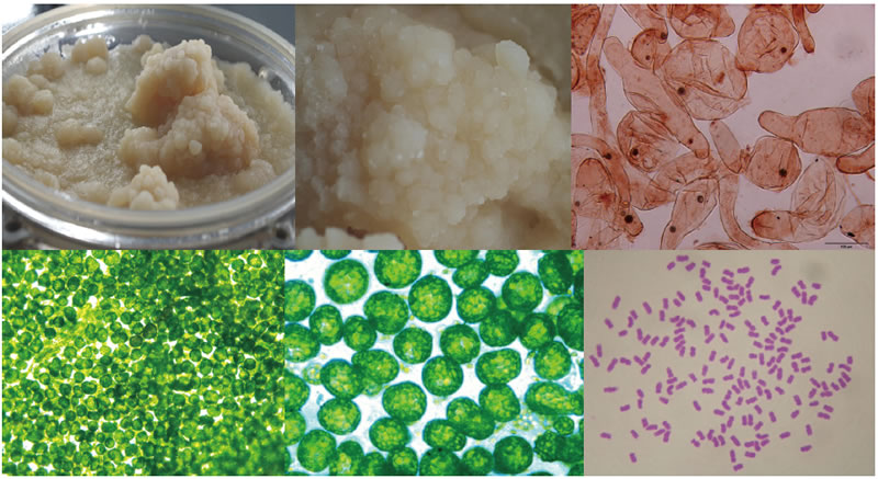 BioF25081214.jpg BioF25081214.jpg