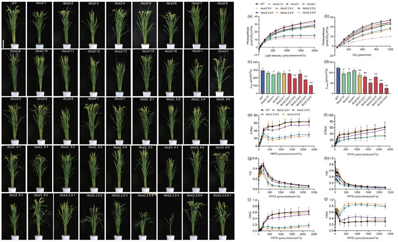DUALPAM10022.jpg DUALPAM10022.jpg